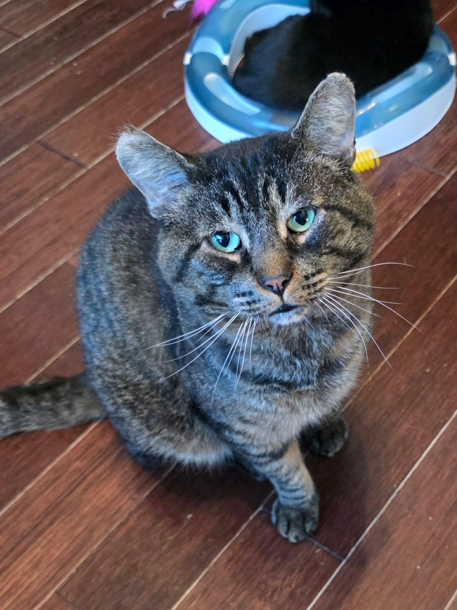 Enlarge Boriss, a ADOPTABLE Domestic Short Hair in Terrebonne, QC image 6/6