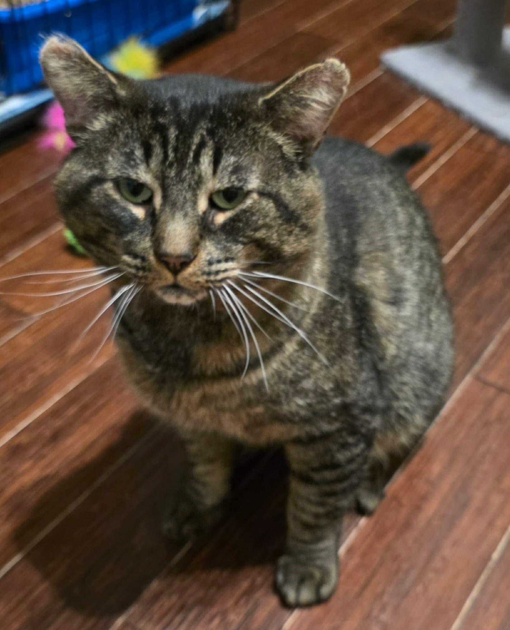 Enlarge Boriss, a ADOPTABLE Domestic Short Hair in Terrebonne, QC image 1/6