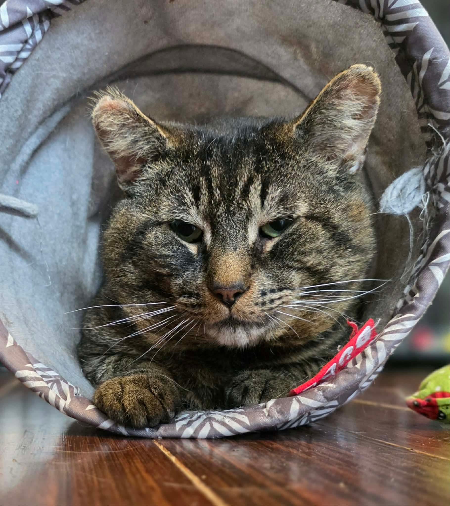 Enlarge Boriss, a ADOPTABLE Domestic Short Hair in Terrebonne, QC image 5/6