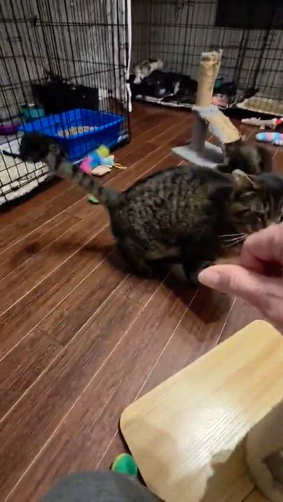 Enlarge Boriss, a ADOPTABLE Domestic Short Hair in Terrebonne, QC video 4/6