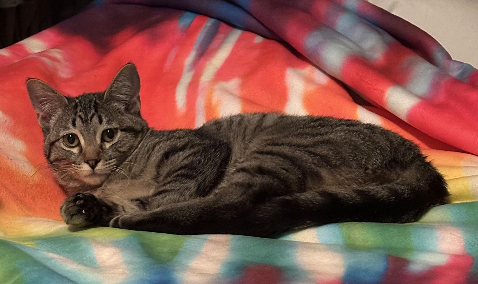 Tappy Toon, Adoptable, Kitten Female Domestic Short Hair.