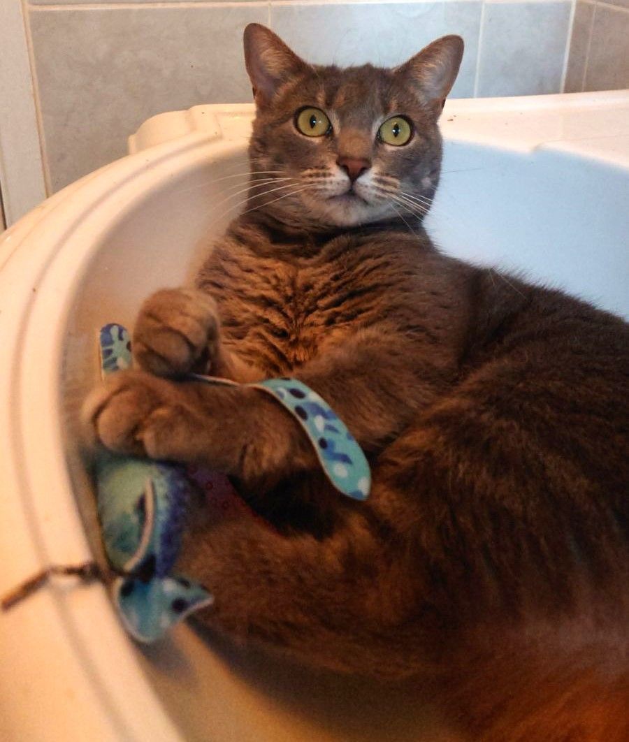 Lex, a Adoptable Domestic Short Hair in Nottingham, MD image 1/5