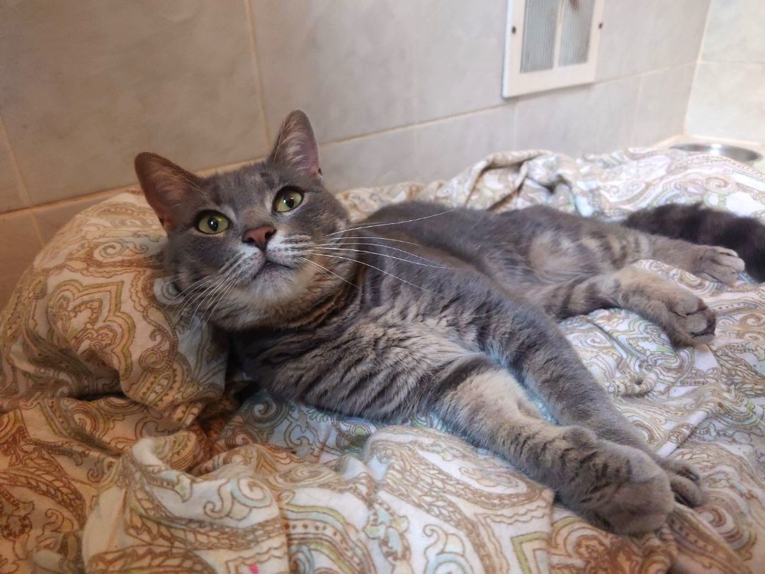 Lex, a Adoptable Domestic Short Hair in Nottingham, MD image 2/5