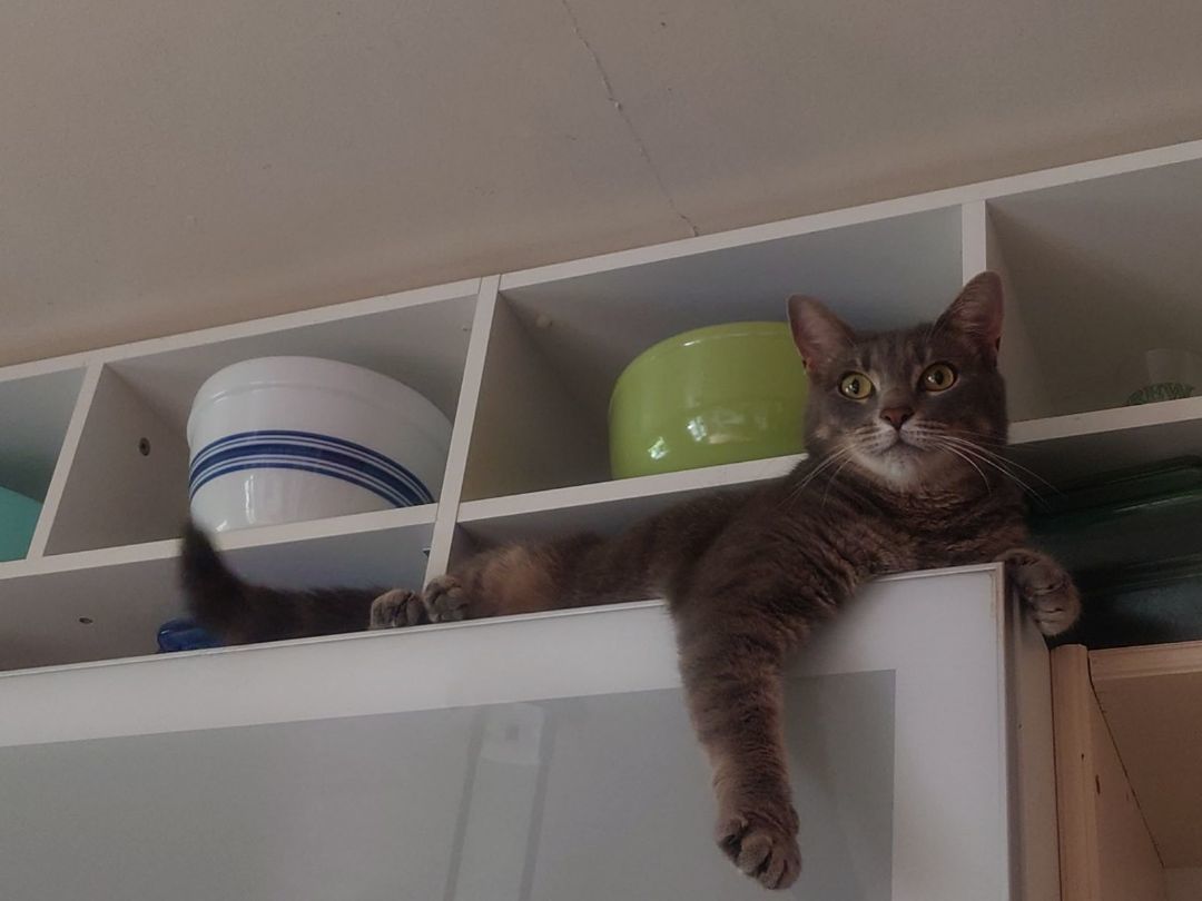 Lex, a Adoptable Domestic Short Hair in Nottingham, MD image 3/5