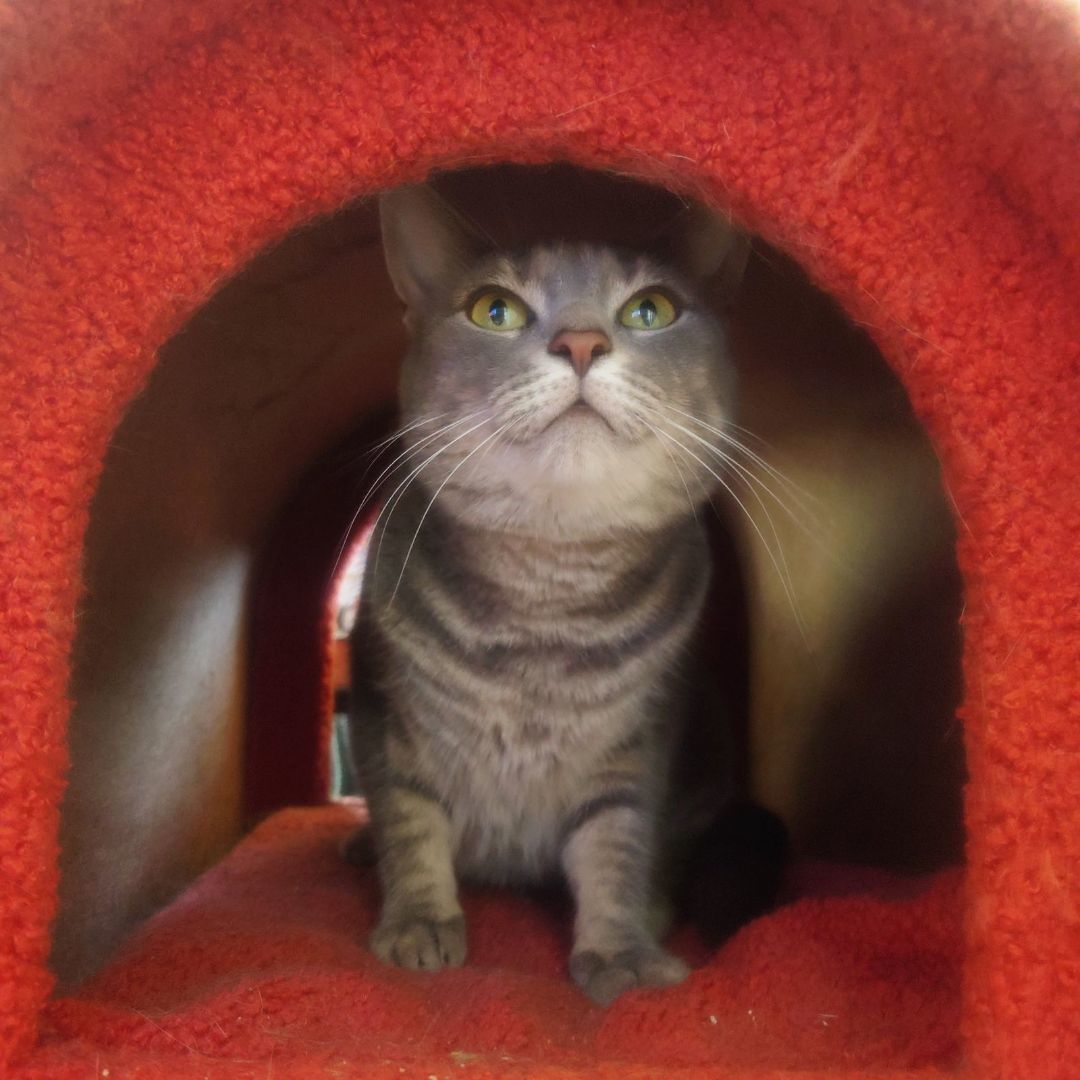 Lex, a Adoptable Domestic Short Hair in Nottingham, MD image 4/5