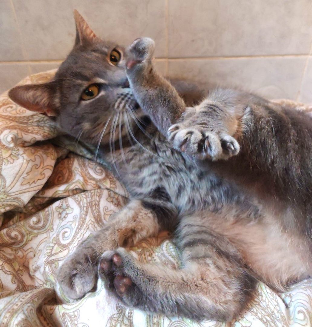 Lex, a Adoptable Domestic Short Hair in Nottingham, MD image 5/5