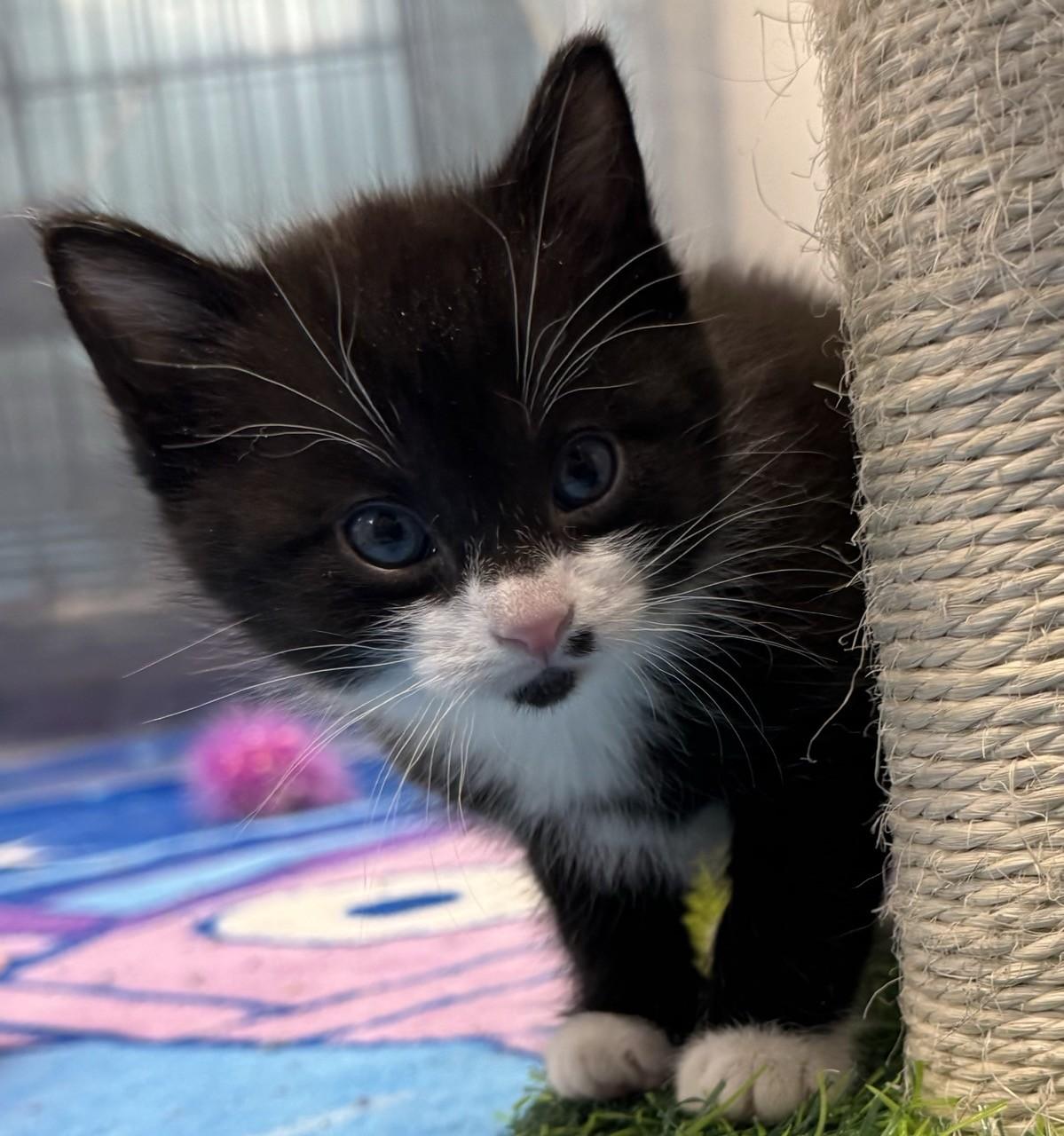 Thorn, Adoptable, Kitten Male Domestic Short Hair.