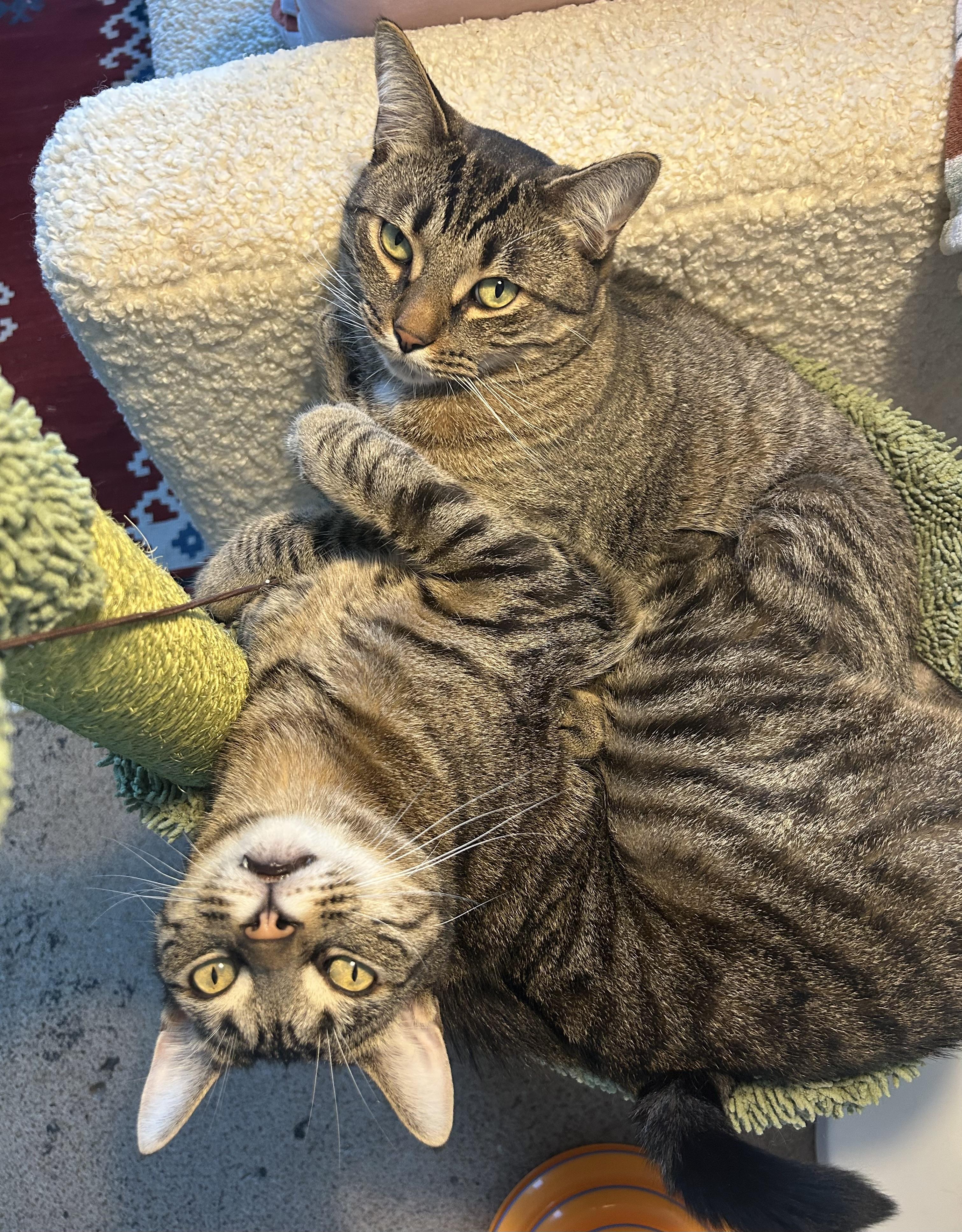 Enlarge Barney *MUST BE ADOPTED WITH FRED*, a Adoptable Domestic Short Hair in Toronto, ON image 1/4