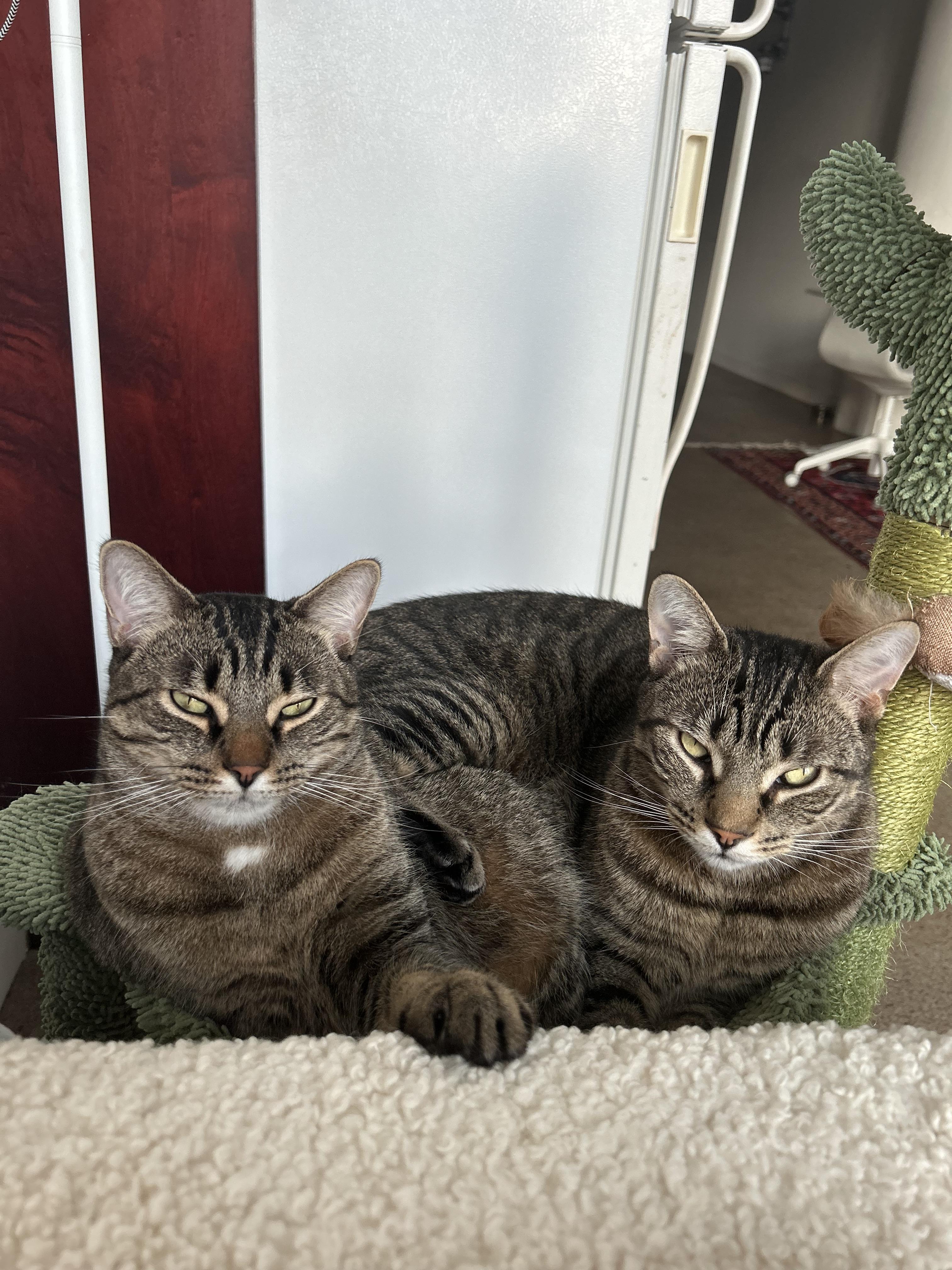 Enlarge Barney *MUST BE ADOPTED WITH FRED*, a Adoptable Domestic Short Hair in Toronto, ON image 2/4