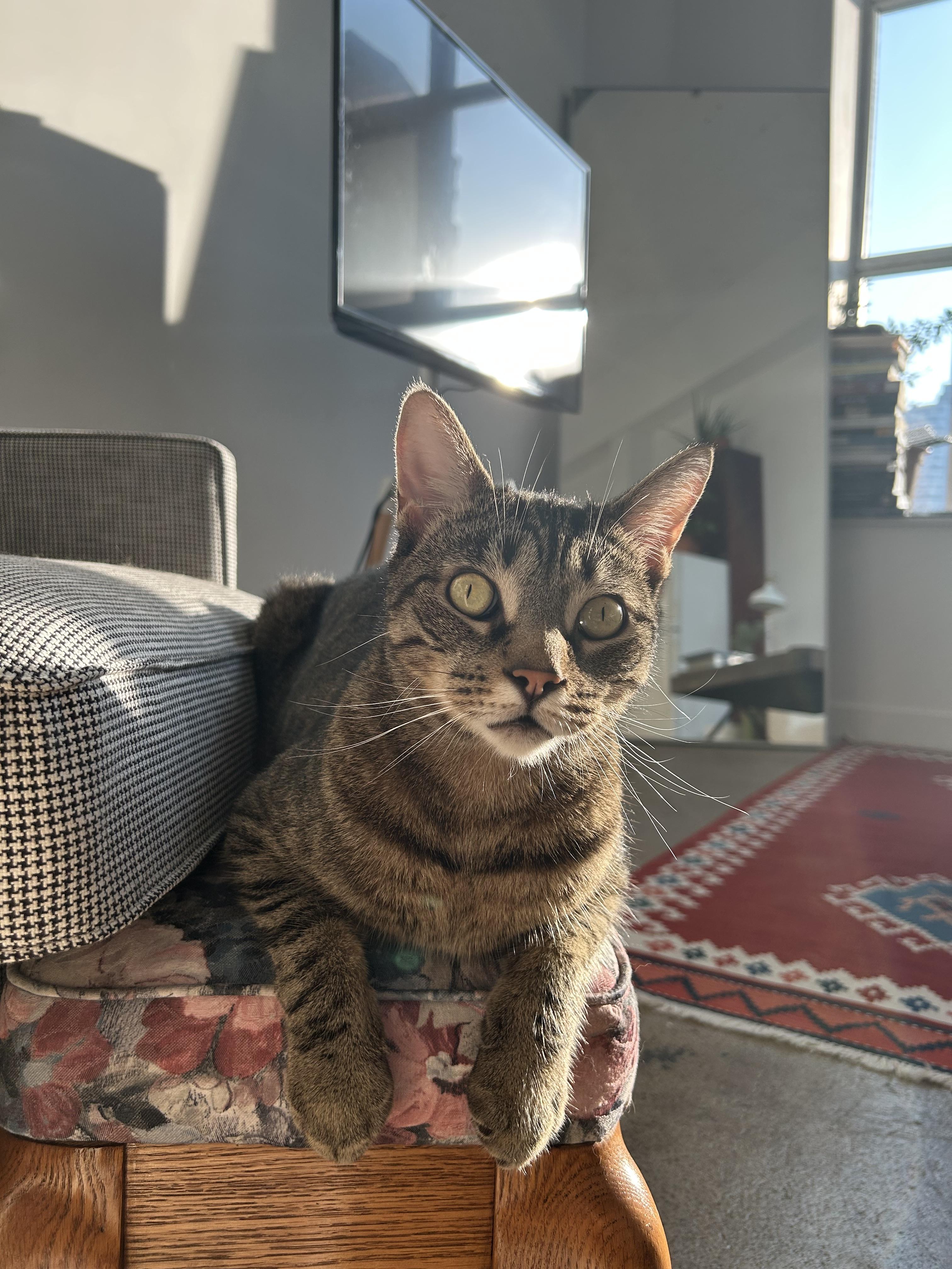 Enlarge Barney *MUST BE ADOPTED WITH FRED*, a Adoptable Domestic Short Hair in Toronto, ON image 4/4