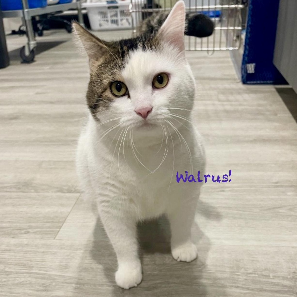Walrus, adopted, Adult Male Domestic Medium Hair.