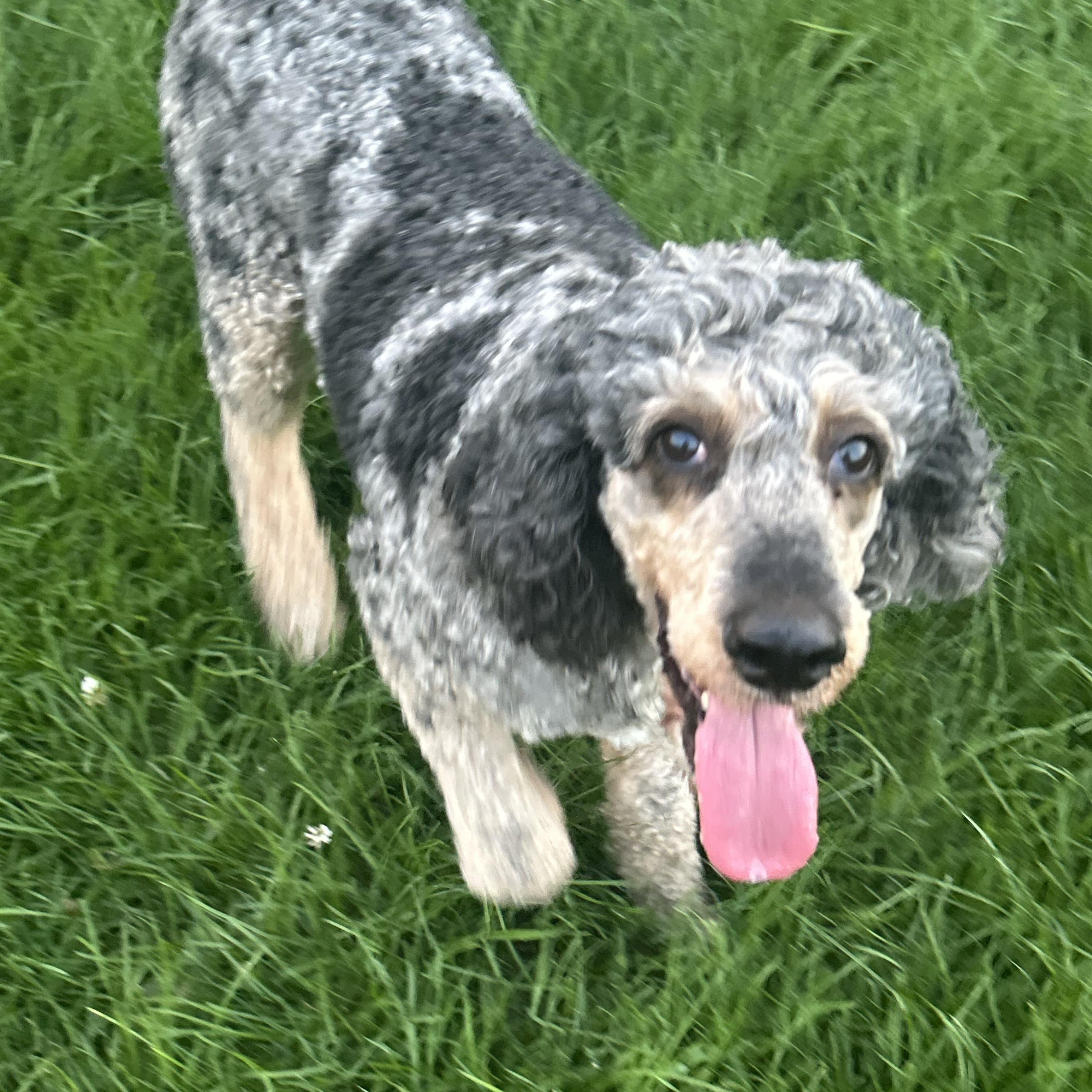 Family dog fancy., a Adoptable Standard Poodle in Maumee , OH image 1/5