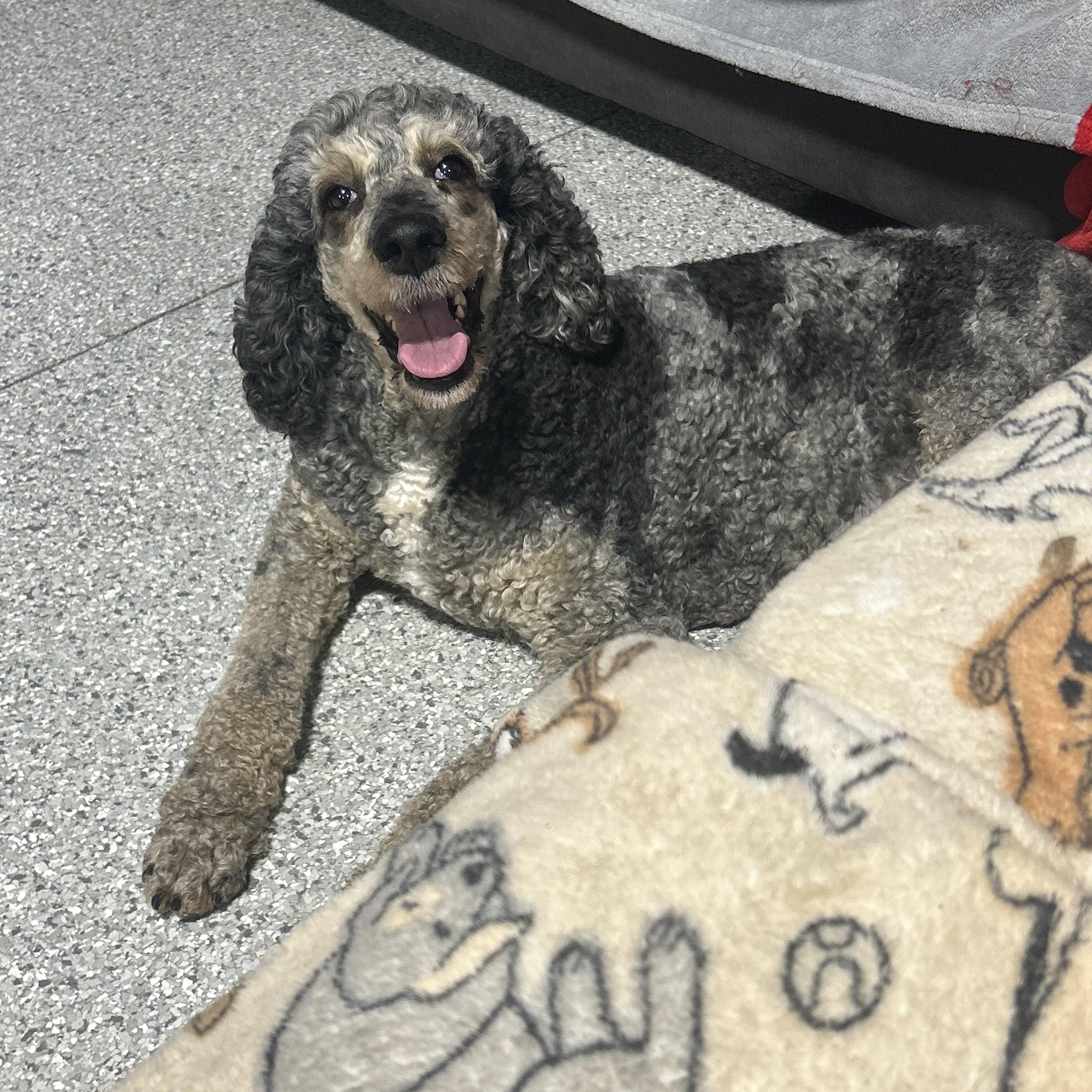 Family dog fancy., a Adoptable Standard Poodle in Maumee , OH image 2/5