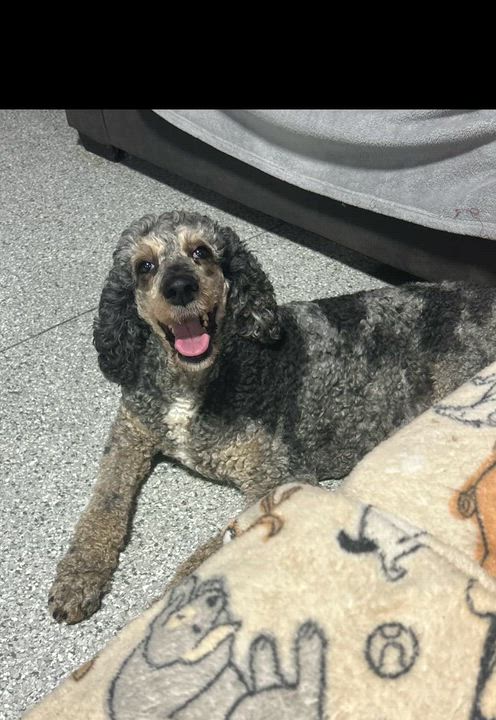 Enlarge Family dog fancy., a Adoptable Standard Poodle in Maumee , OH video 3/5