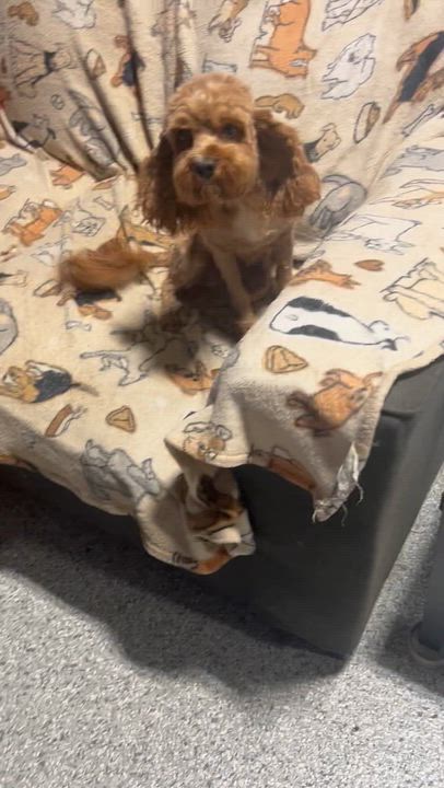 Enlarge Family dog fancy., a Adoptable Standard Poodle in Maumee , OH video 4/5