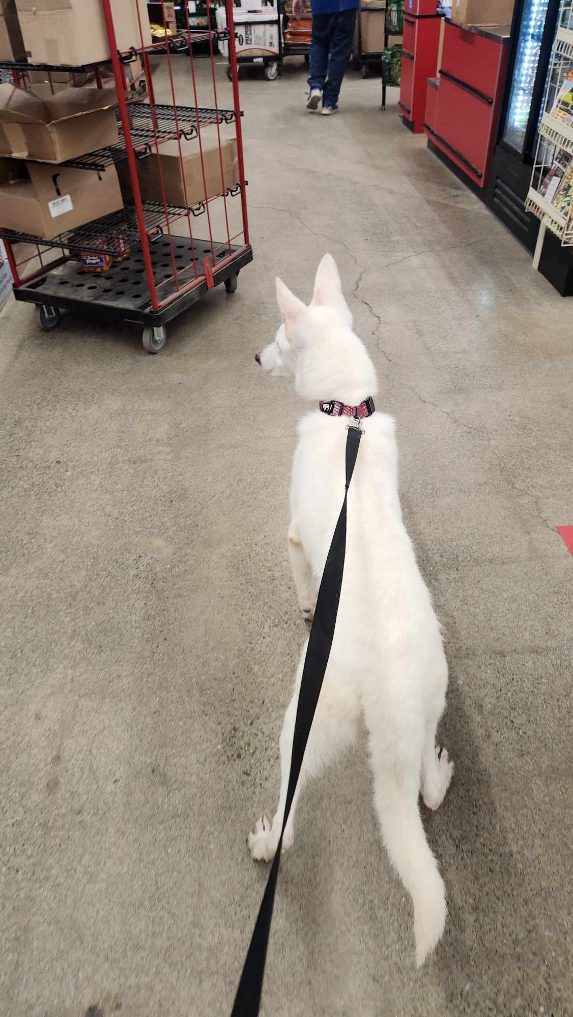 Sage, Adopted, Puppy Female White German Shepherd.