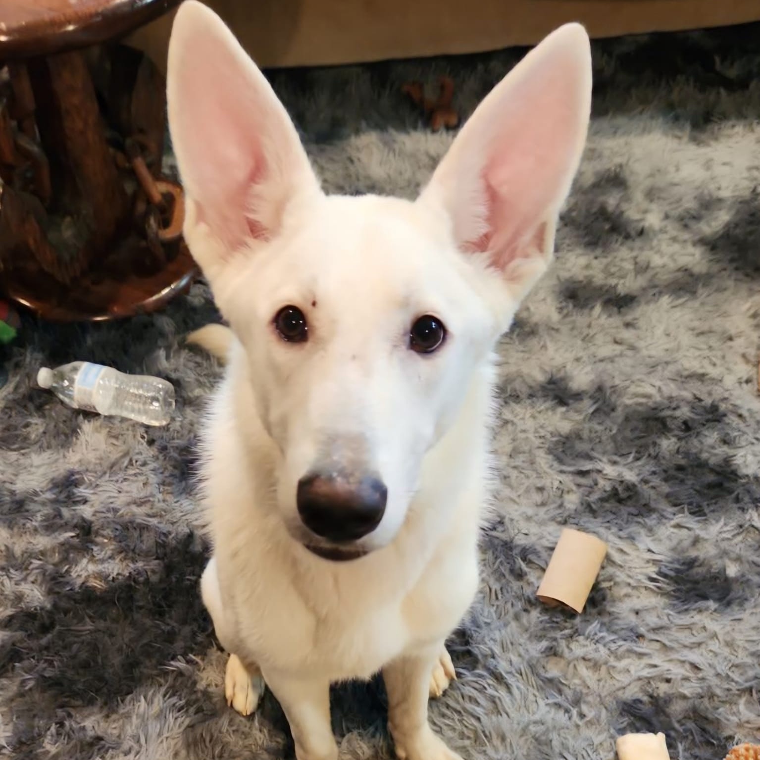 Sage, a Adopted White German Shepherd in Middletown, NY image 2/3