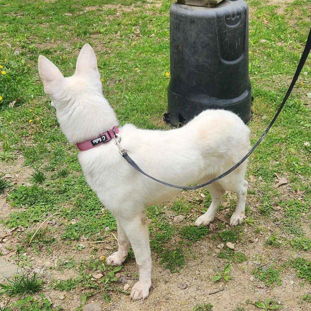 Sage, a Adopted White German Shepherd in Middletown, NY image 3/3