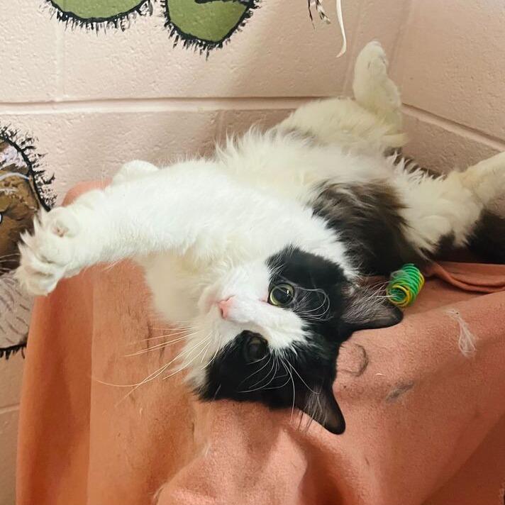 Hal, Adoptable, Adult Male Domestic Long Hair.