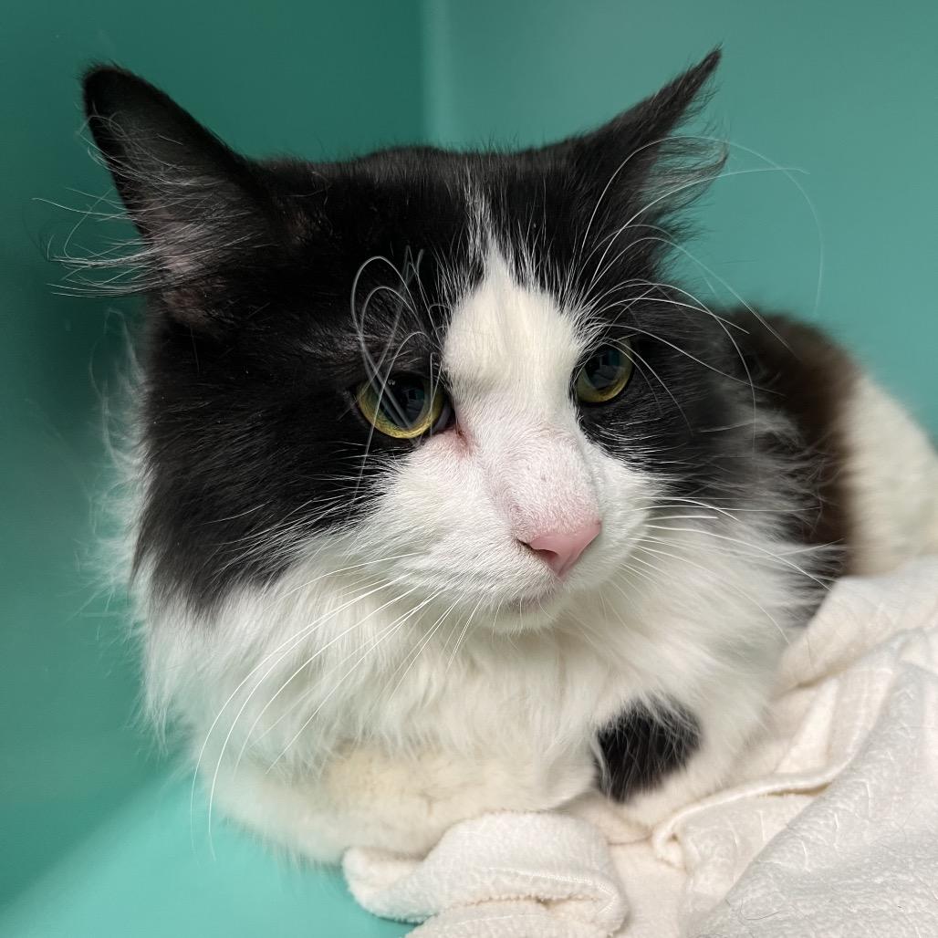 Hal, Adoptable, Adult Male Domestic Long Hair.