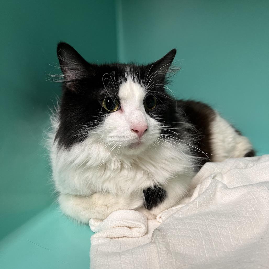 Enlarge Hal, a Adoptable Domestic Long Hair in Owosso, MI image 2/2