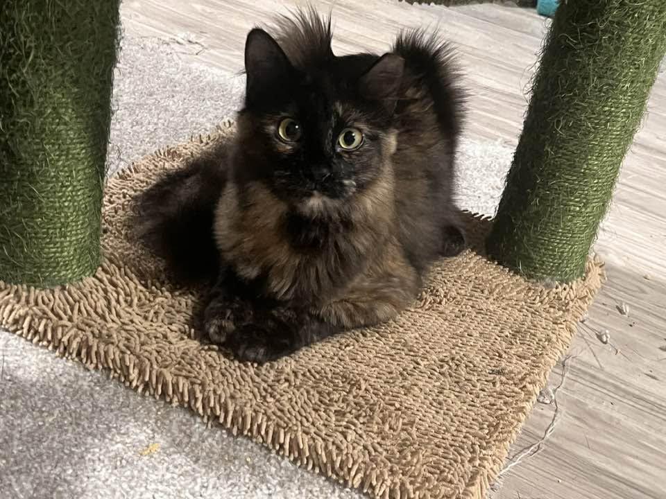 Luelda, a ADOPTABLE Domestic Long Hair in Cleveland, OH image 3/6