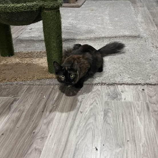 Luelda, a ADOPTABLE Domestic Long Hair in Cleveland, OH image 4/6