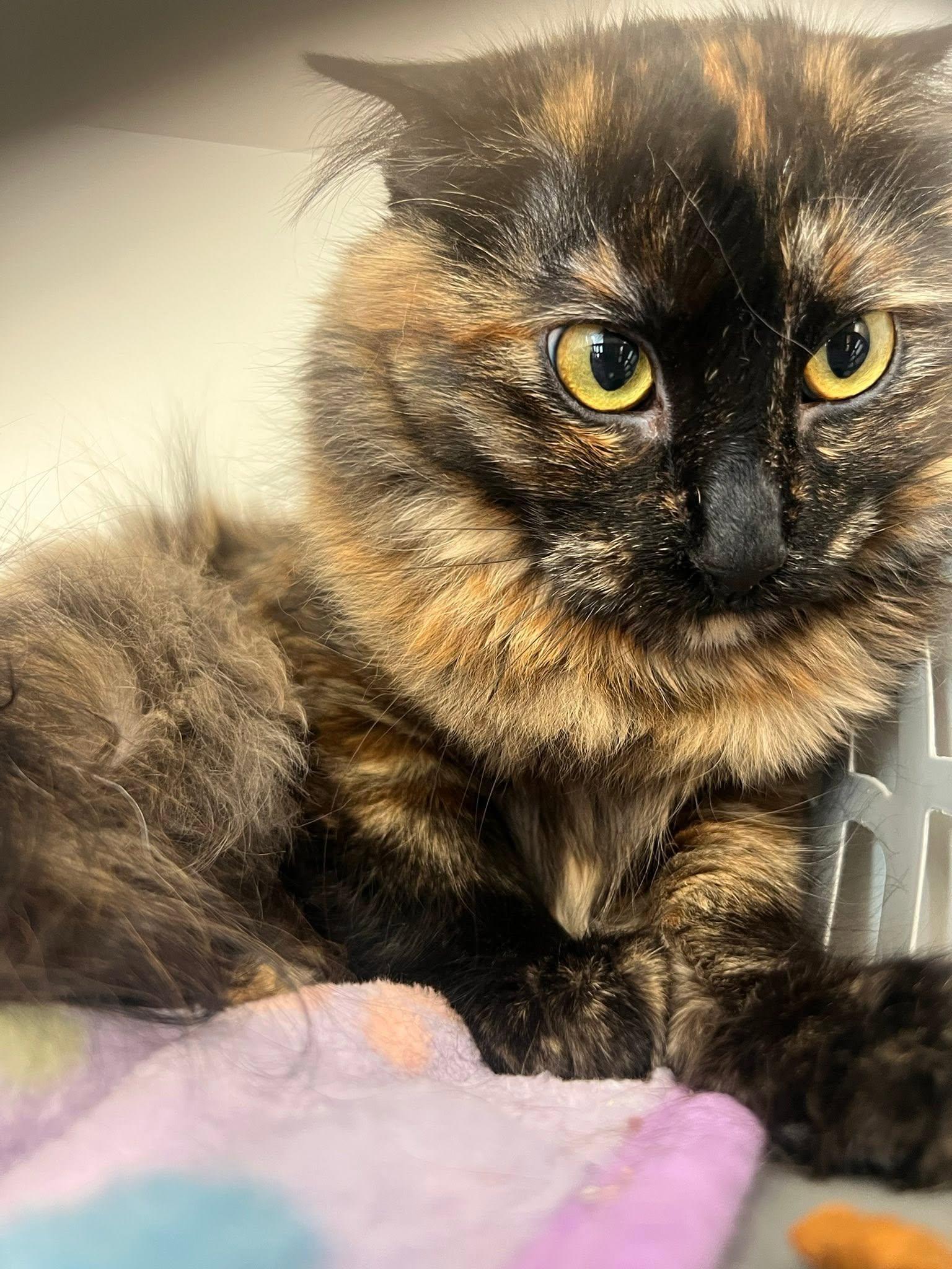 Luelda, ADOPTABLE, Kitten Female Domestic Long Hair.