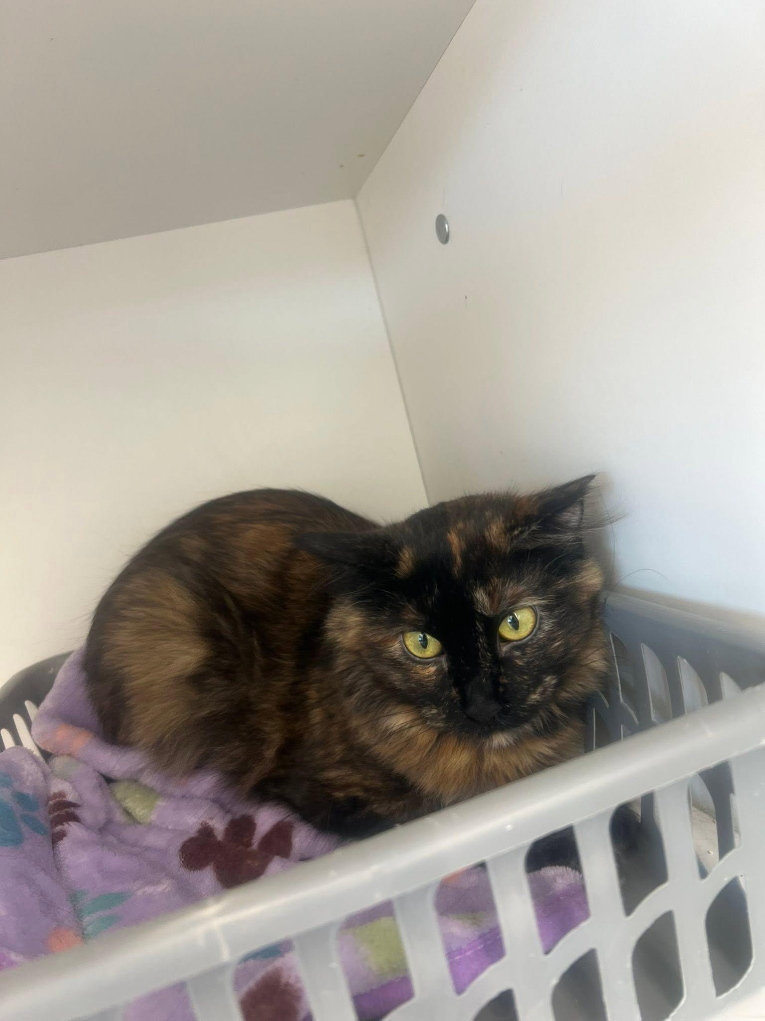 Luelda, a ADOPTABLE Domestic Long Hair in Cleveland, OH image 6/6