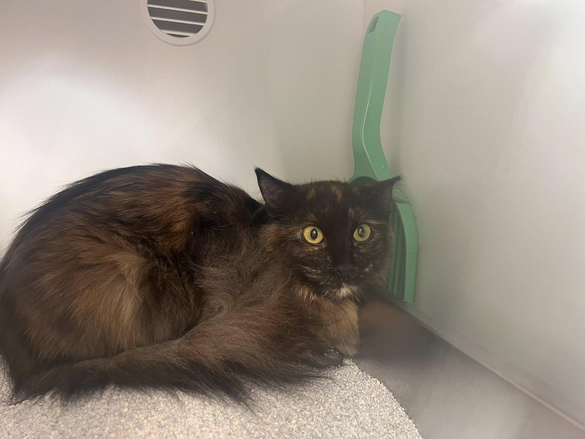 Luelda, a ADOPTABLE Domestic Long Hair in Cleveland, OH image 2/6