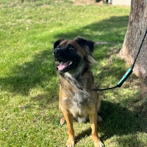 Enlarge Jett, a Adoptable mixed breed in Rangely, CO image 1/3