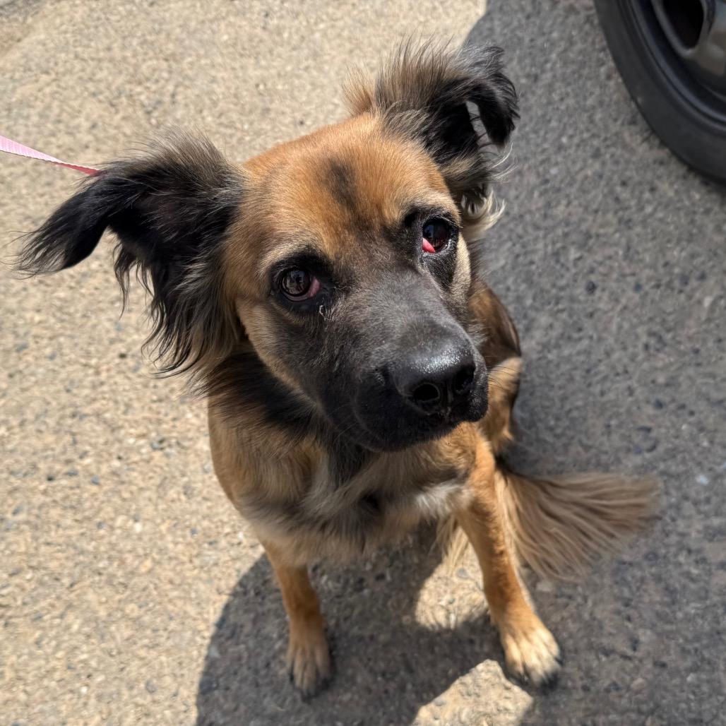 Enlarge Jett, a Adoptable mixed breed in Rangely, CO image 2/3