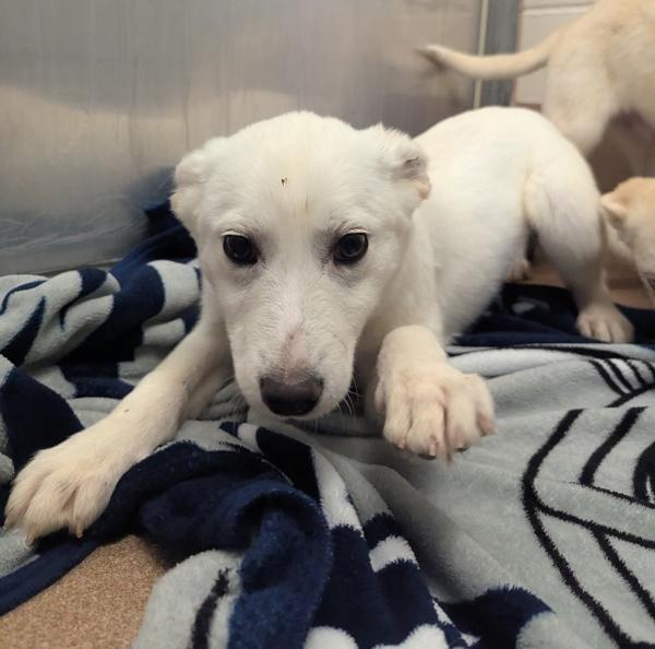 Scooter, Adoptable, Puppy Female Siberian Husky.