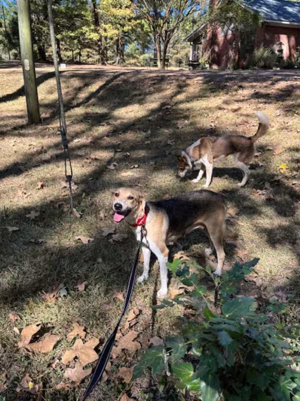 Enlarge Copper Penny , a ADOPTABLE mixed breed in Watertown, CT image 1/4