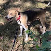 Enlarge Copper Penny , a ADOPTABLE mixed breed in Watertown, CT image 3/4