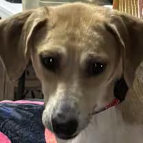 Enlarge Copper Penny , a ADOPTABLE mixed breed in Watertown, CT image 4/4