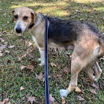 Enlarge Copper Penny , a ADOPTABLE mixed breed in Watertown, CT image 2/4