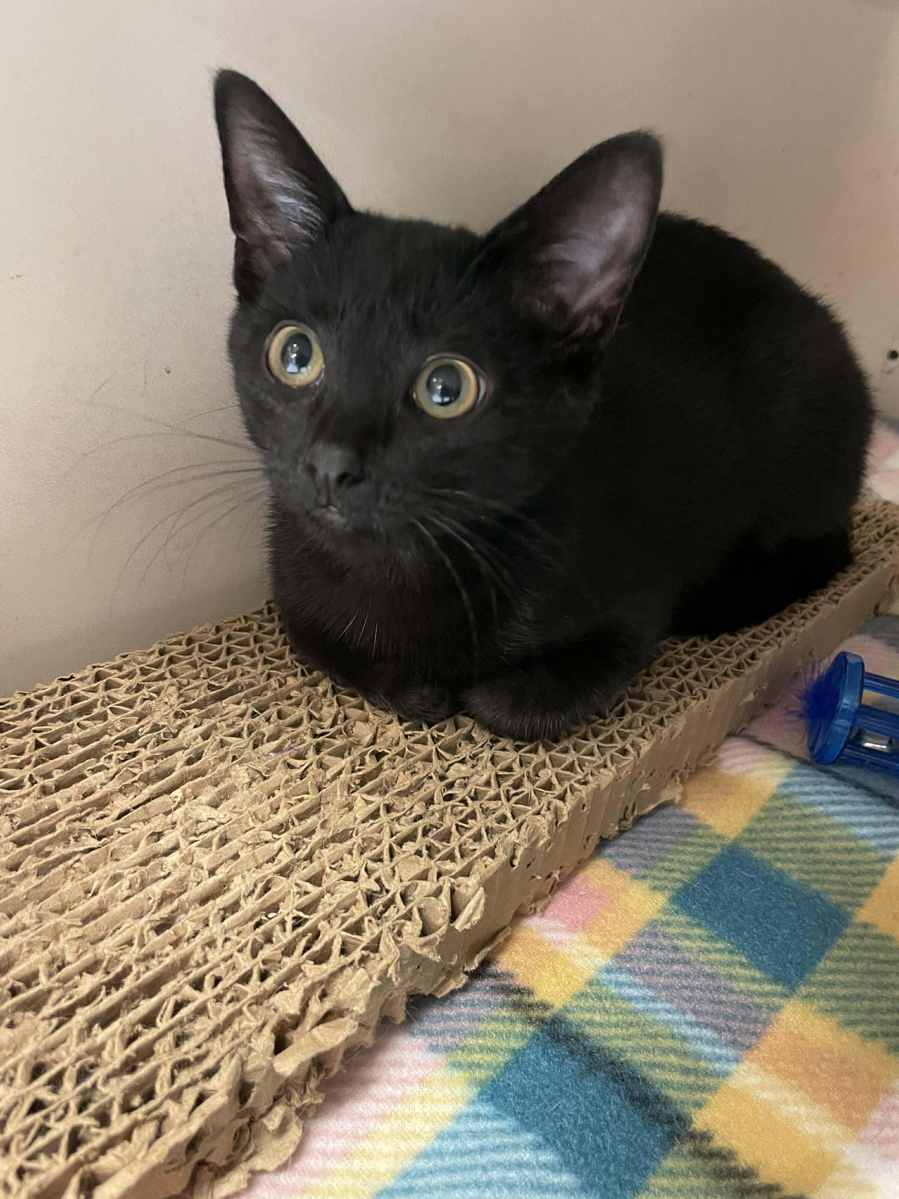 Wyllow, a Adopted mixed breed in Lockport, IL image 4/6