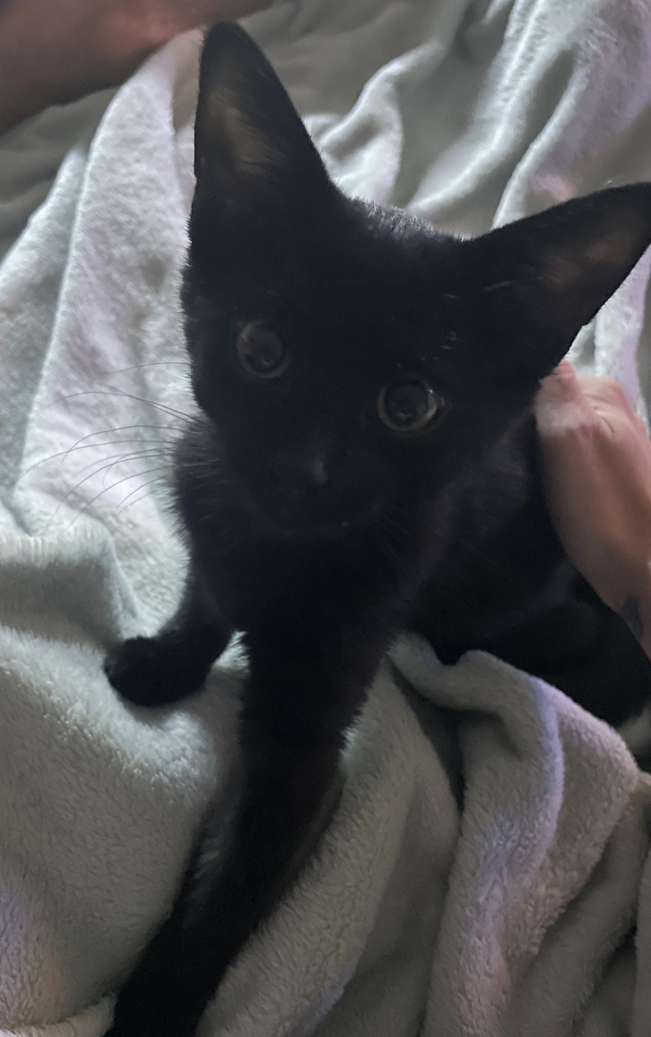 Wyllow, a Adopted mixed breed in Lockport, IL image 6/6