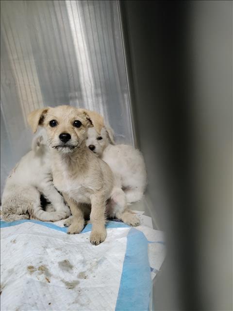 Enlarge Benji, an adoptable mixed breed in Los Angeles, CA image 1/1
