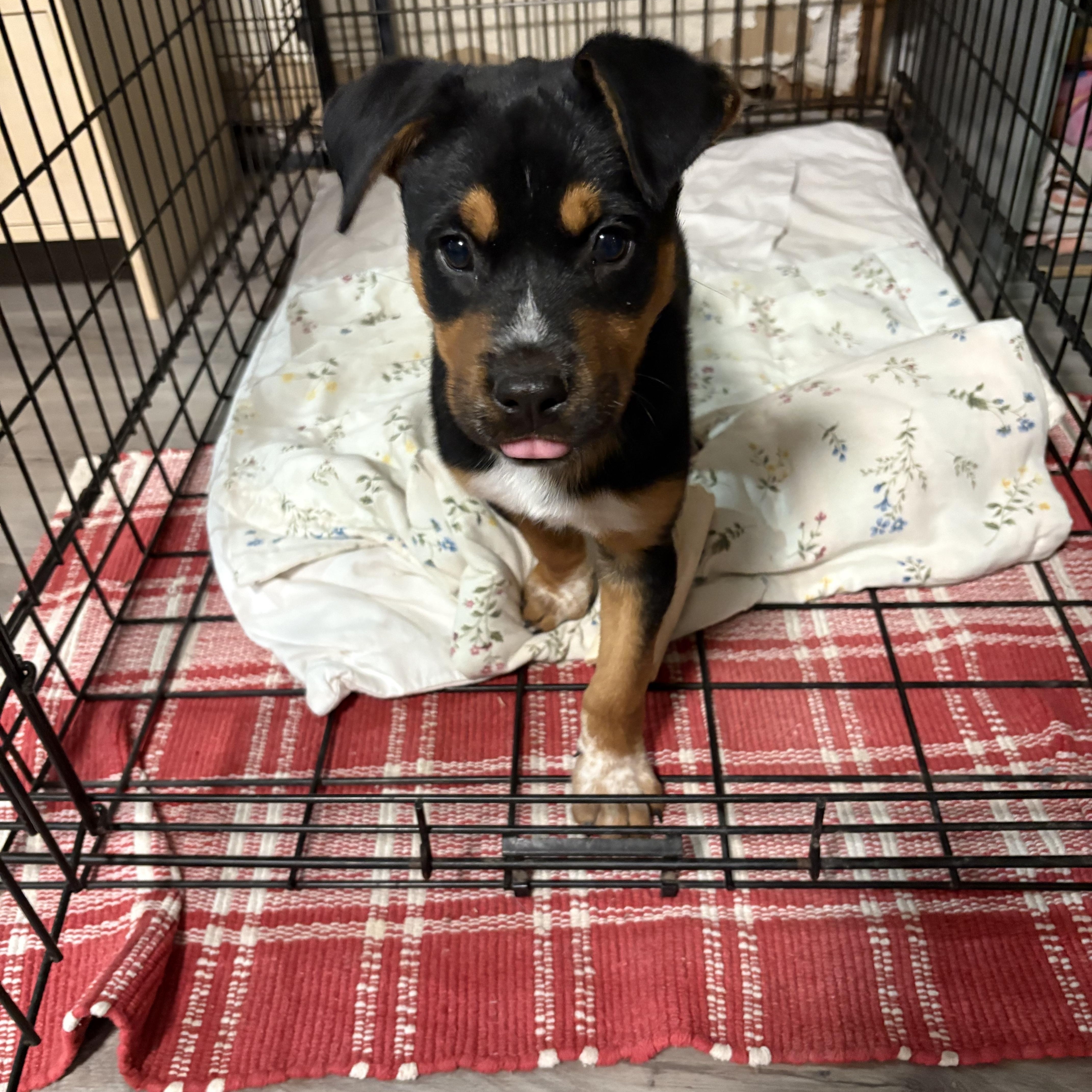 Enlarge Enid, a ADOPTABLE mixed breed in Gilbert, AZ image 3/5