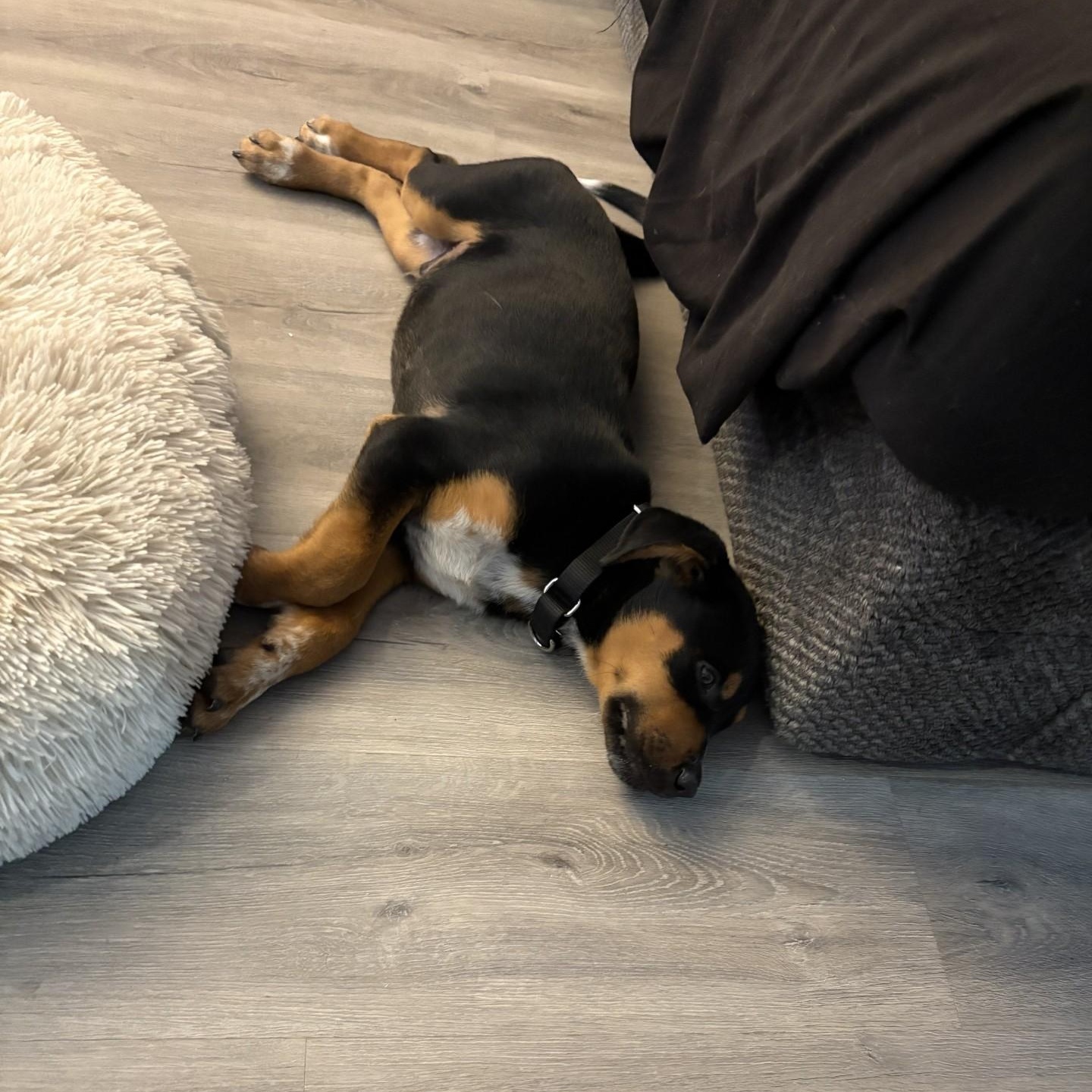 Enlarge Enid, a ADOPTABLE mixed breed in Gilbert, AZ image 5/5