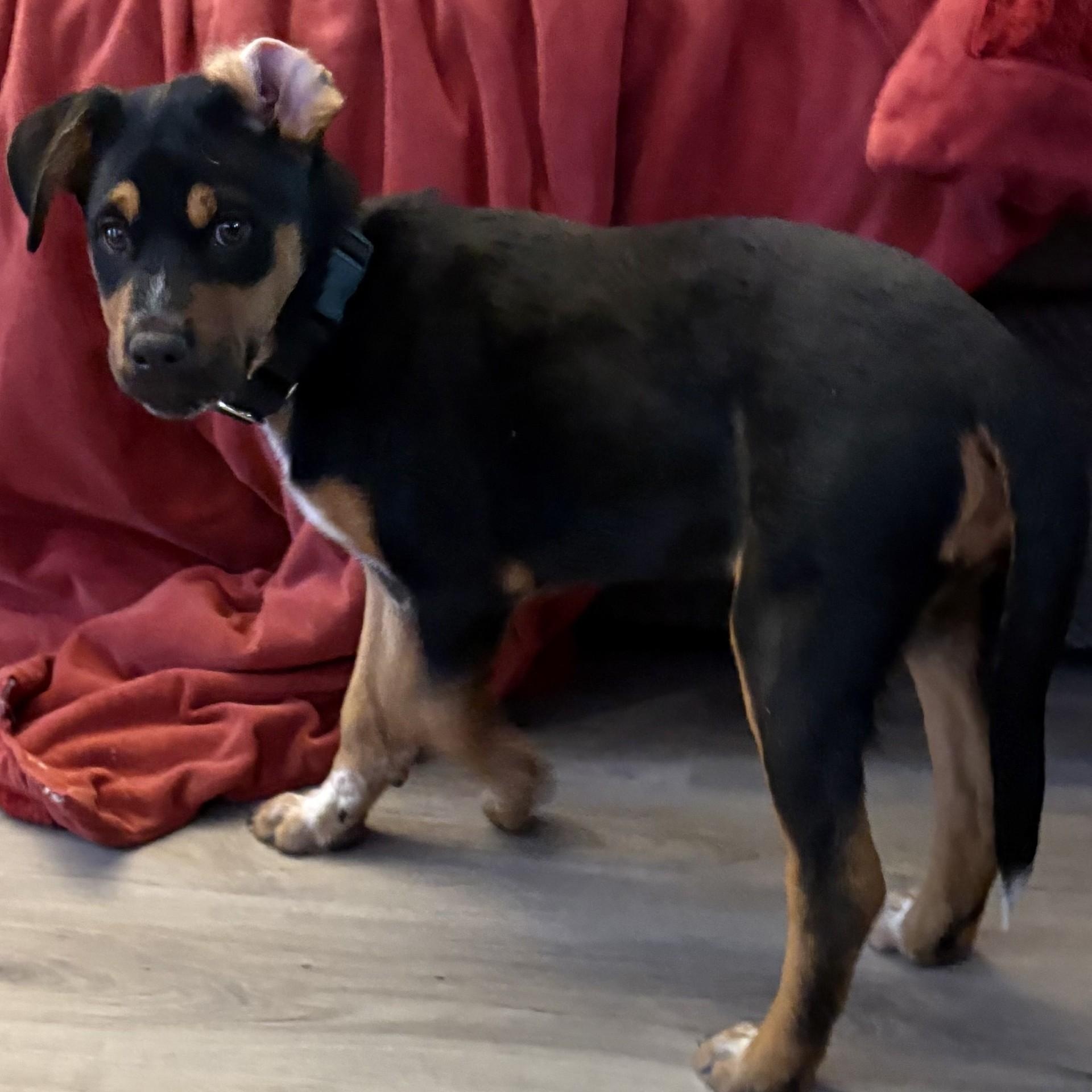 Enlarge Enid, a ADOPTABLE mixed breed in Gilbert, AZ image 4/5