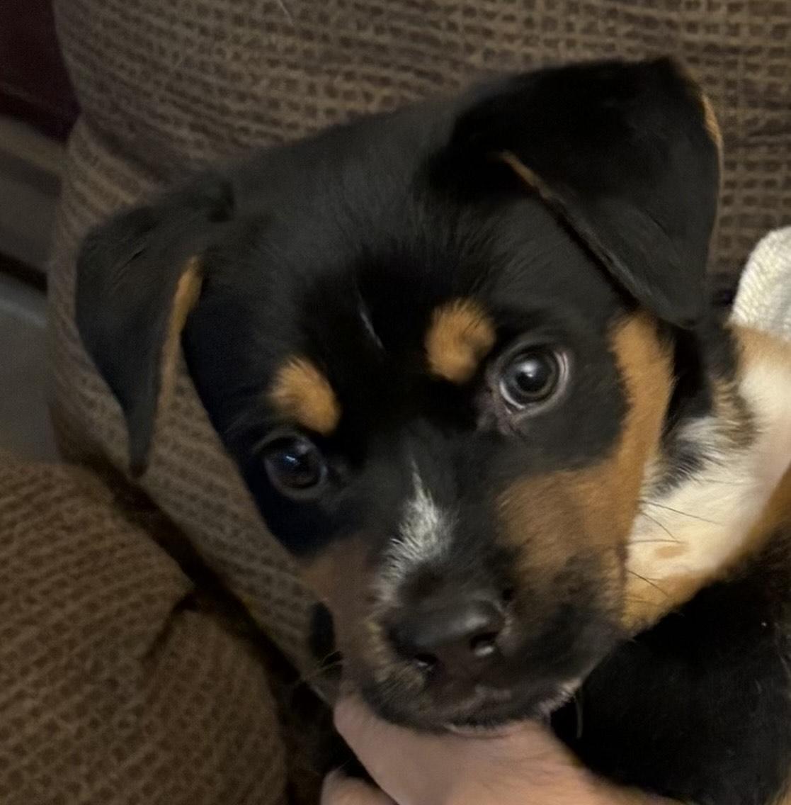 Enlarge Enid, a ADOPTABLE mixed breed in Gilbert, AZ image 1/5