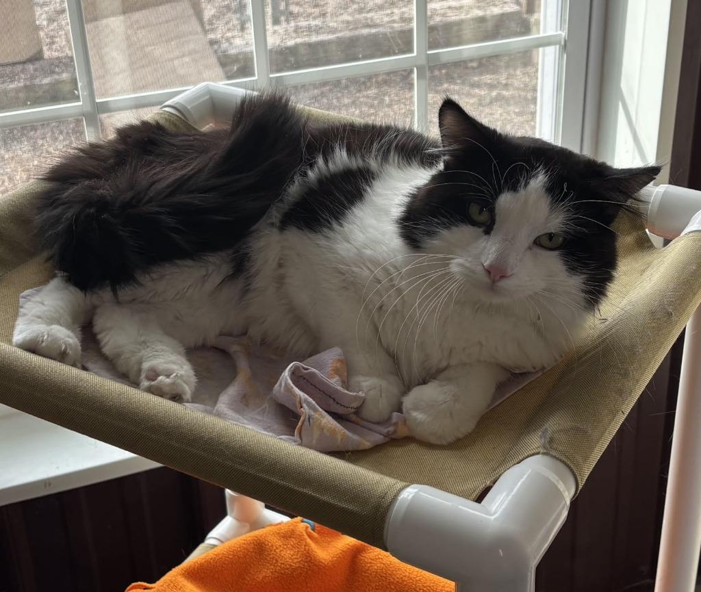 Shade, Adoptable, Young Male Domestic Long Hair.