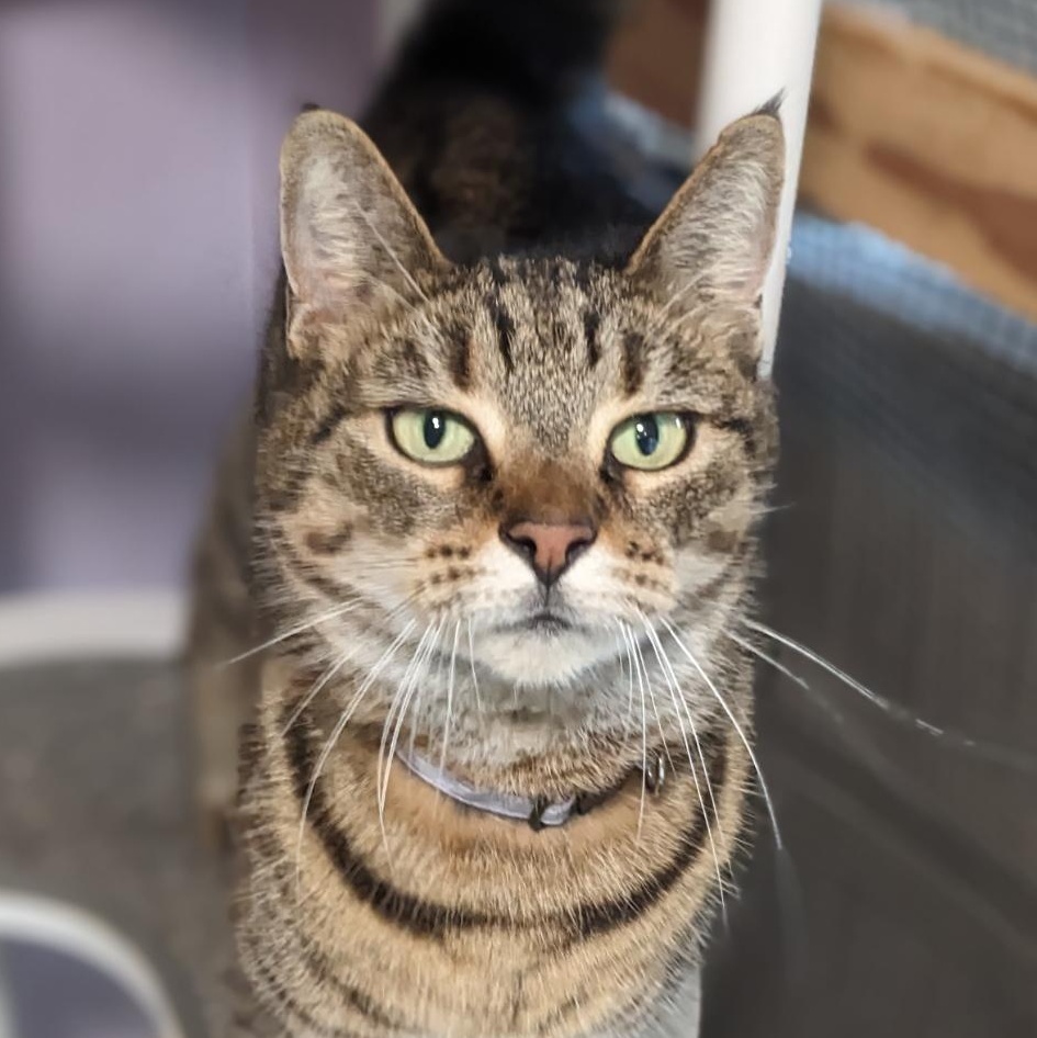 Enlarge Miss Judy, an adopted Tabby in Shippenville, PA image 2/6