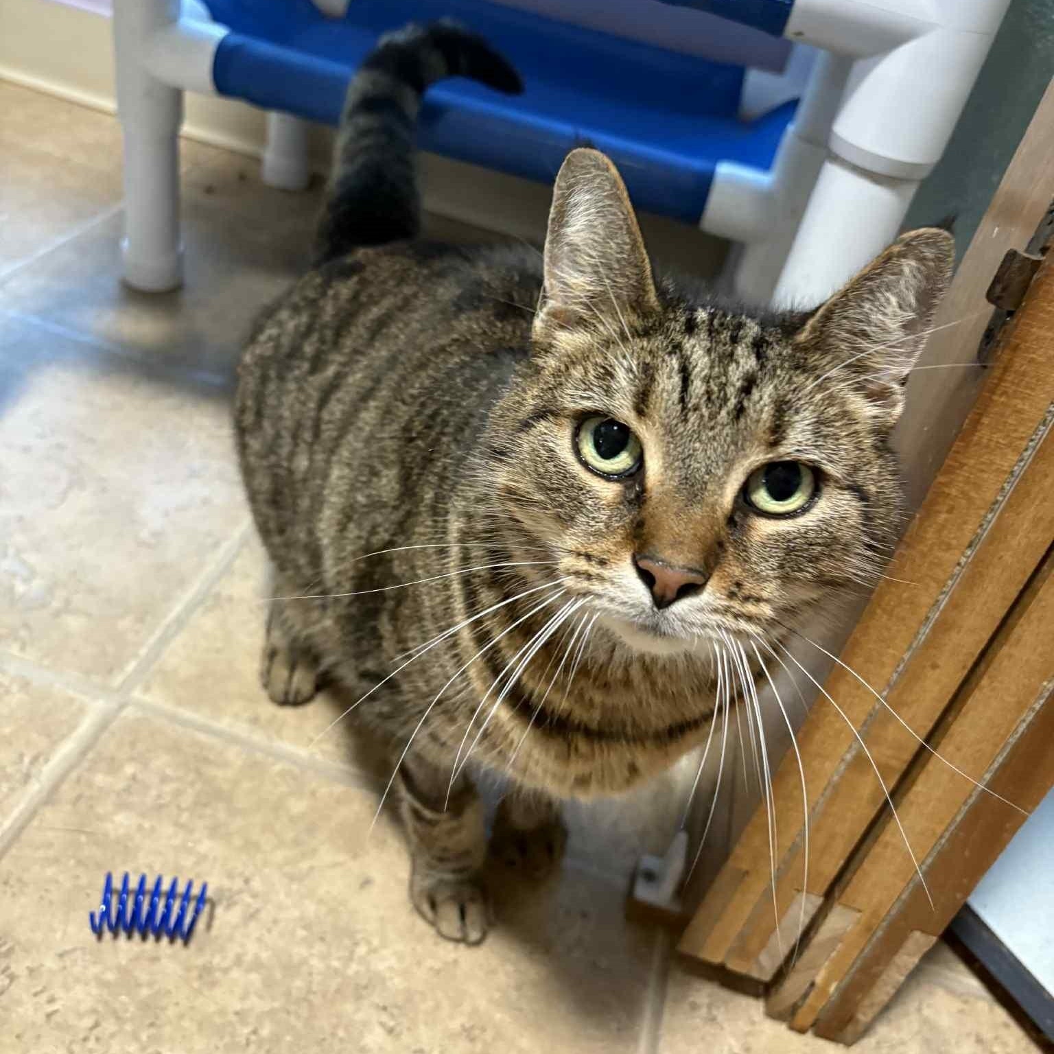 Enlarge Miss Judy, an adopted Tabby in Shippenville, PA image 4/6