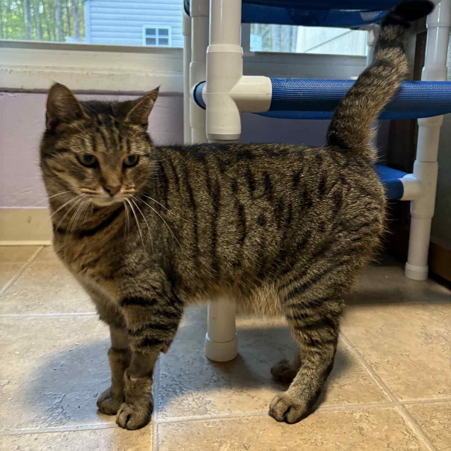 Enlarge Miss Judy, an adopted Tabby in Shippenville, PA image 5/6