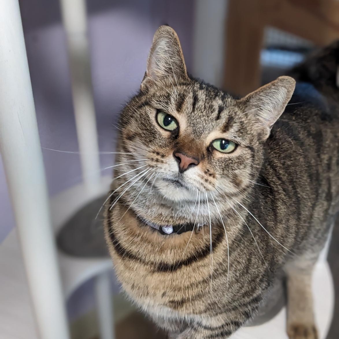 Enlarge Miss Judy, an adopted Tabby in Shippenville, PA image 1/6