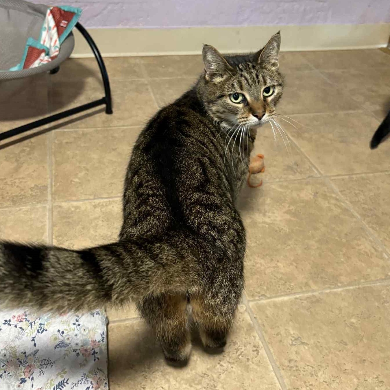 Enlarge Miss Judy, an adopted Tabby in Shippenville, PA image 6/6